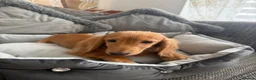 Miniature Dachshund dogs for sale: Ready now KC reg 5 month old boy  - Advert 8