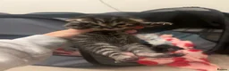 Bengal cats for sale: Bengal Cross Kittens - Advert 5