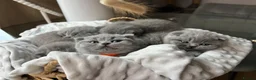 British Shorthair cats for sale:  💙 Beautiful Blue BS Kittens 1 Boy & 4 Girls 💗 in Taunton - Advert 27