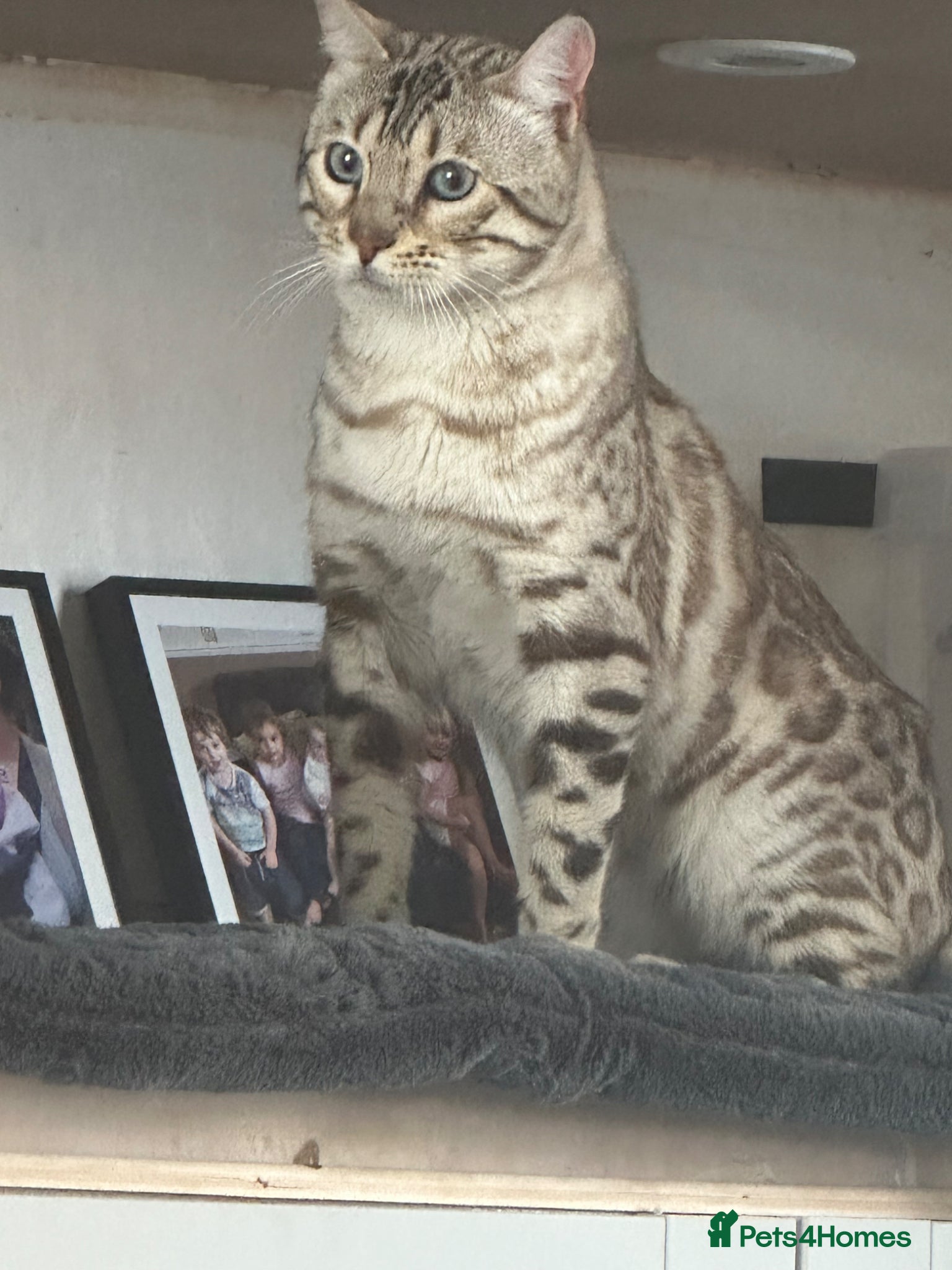 Bengal cats 18 month Stunning snow bengal boy  - Advert 4