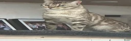 Bengal cats for sale: Stunning snow bengal boy  - Advert 3
