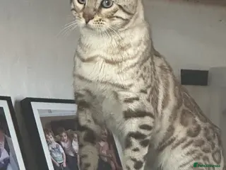Bengal cats 18 month Stunning snow bengal boy - Advert 3