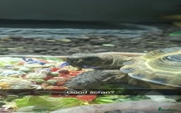 Tortoise reptiles for sale: 2x Horsefield Torts w/enclosures *collection only* - Image 1