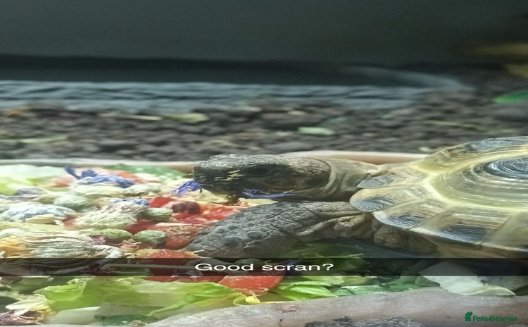 Tortoise reptiles for sale - Advert 1
