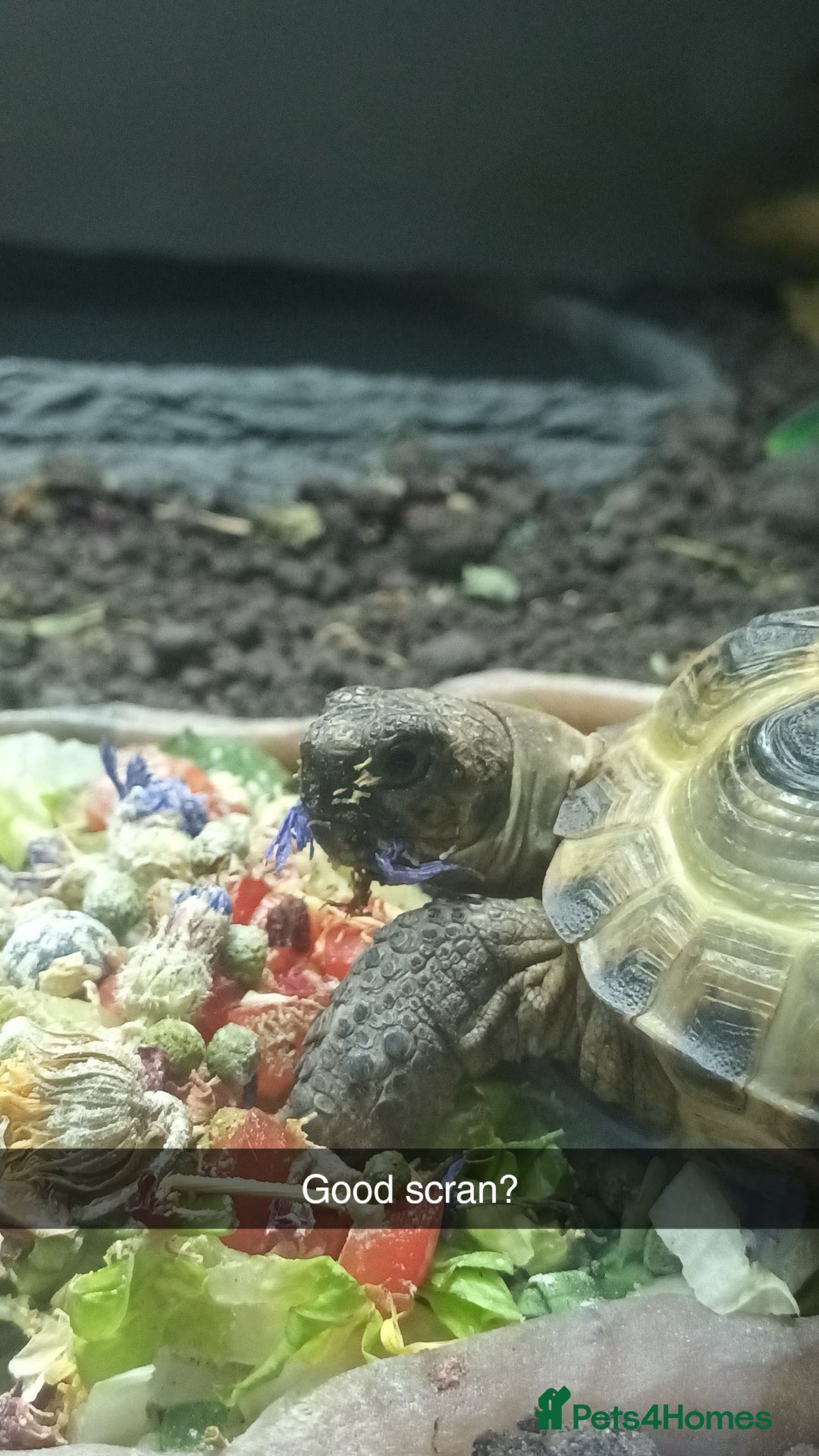 Tortoise reptiles for sale: 2x Horsefield Torts w/enclosures *collection only* - Image 1