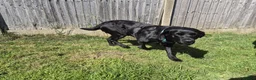 Labrador Retriever dogs for stud: Stud black lab  in Ilkeston - Advert 10