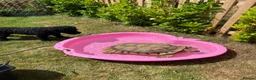 Tortoise reptiles for sale: 15 year old Sulcata tortoise  - Advert 3