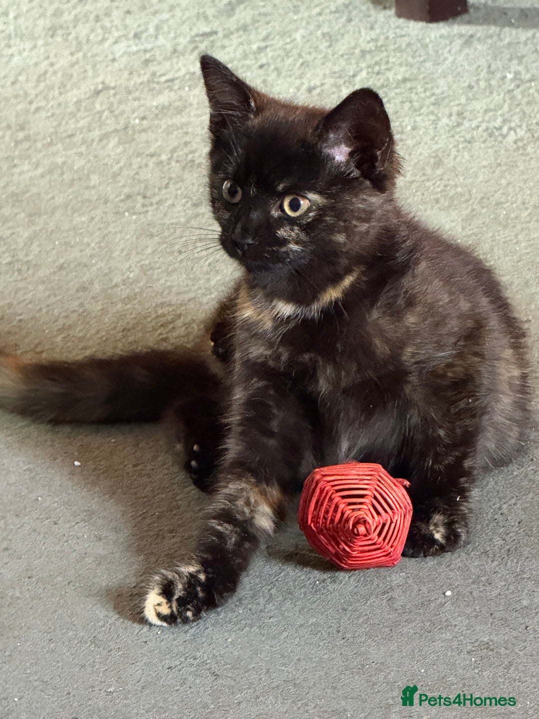 Mixed Breed cats for sale: Black kittens Manchester  - Image 1