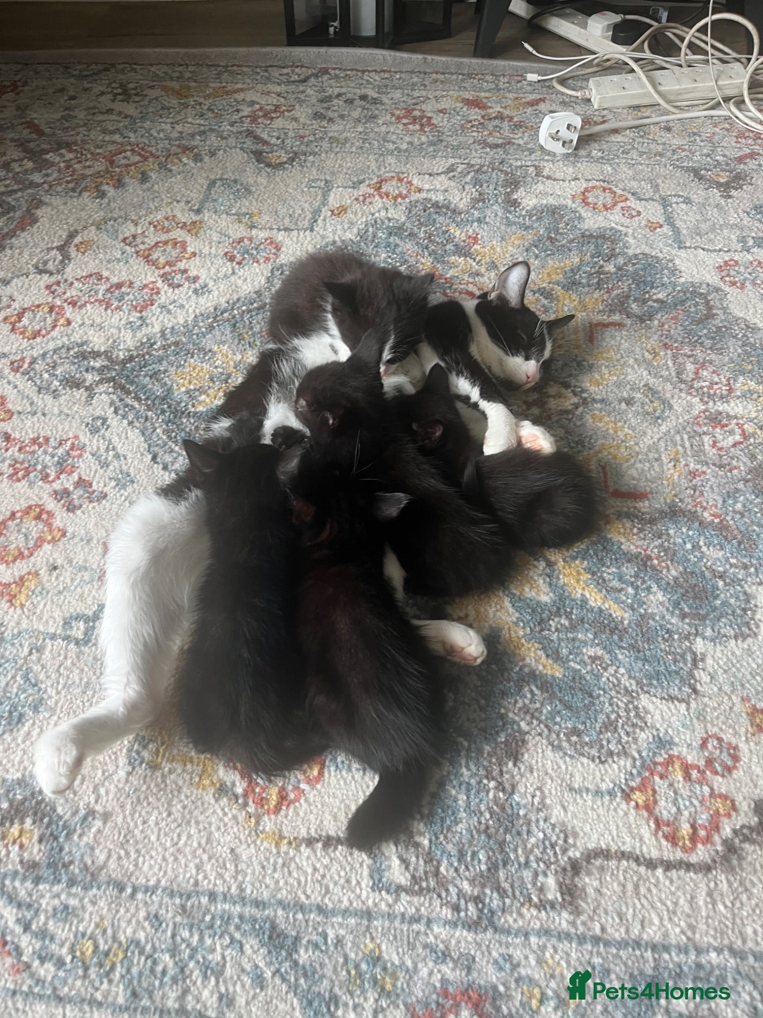 British Shorthair cats 2 different litters  - Advert 1