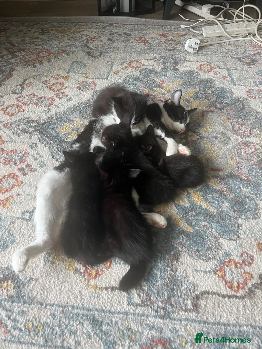British Shorthair cats for sale: 2 different litters  - Advert 1