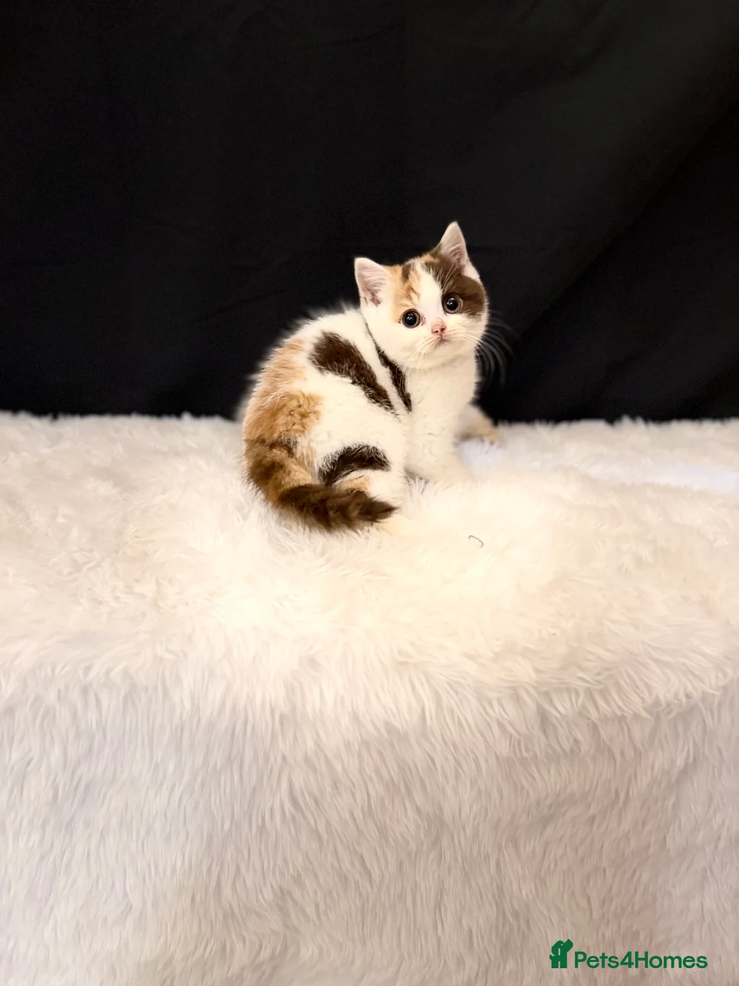 British Shorthair cats for sale: Full Pedigree Registered BSH - Advert 16