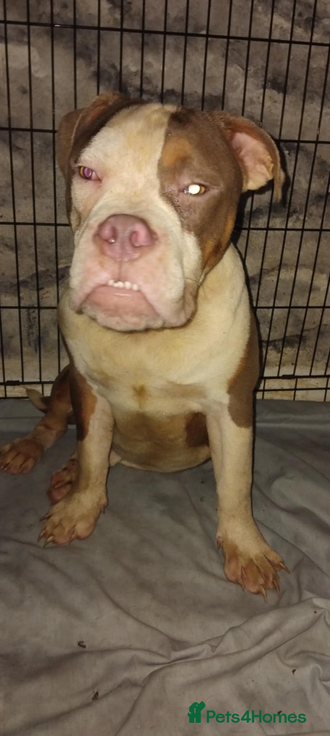 Mixed Breed dogs for sale: Bulldog mix pups - Image 4