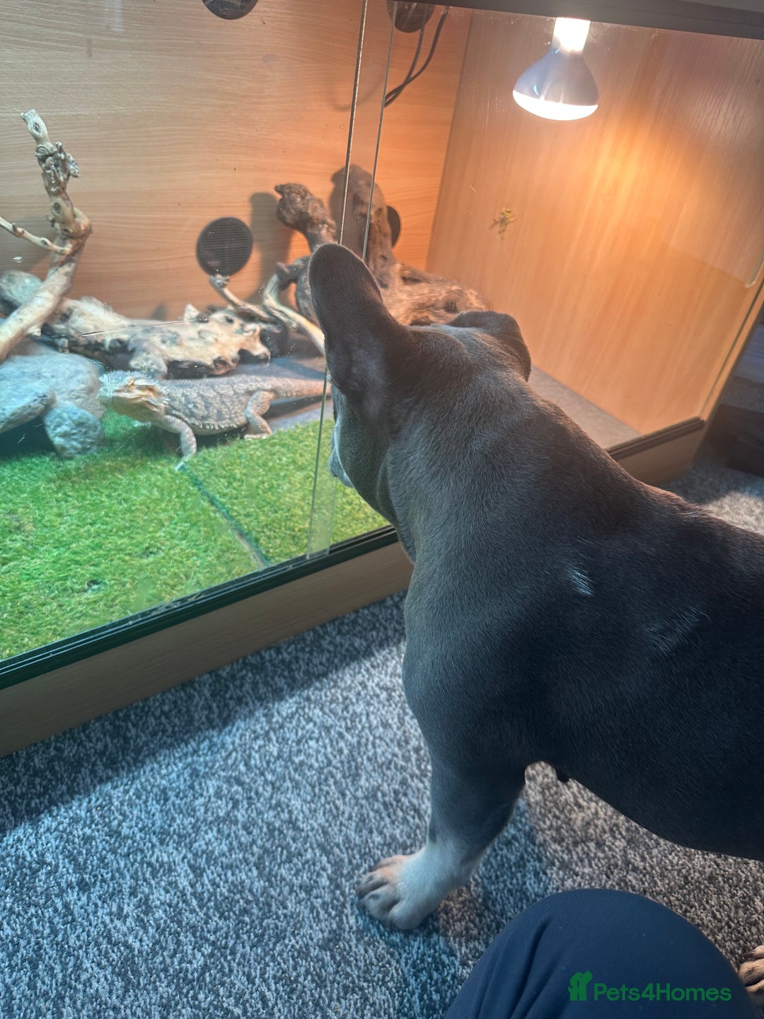 Bearded Dragon reptiles for sale: Female bearded dragon  - Advert 7