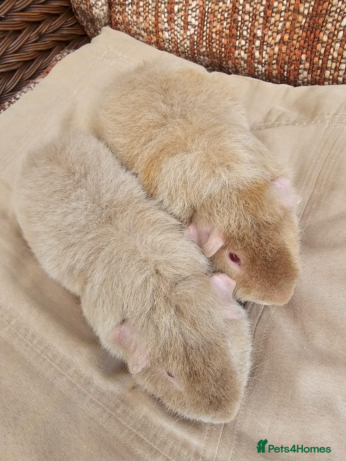 Guinea Pig rodents for sale: 2 male teddy guinea pigs - Advert 1