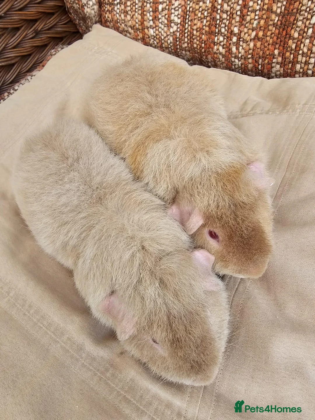 Guinea Pig rodents for sale: 2 male teddy guinea pigs - Advert 1