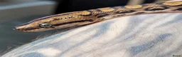 Corn Snake reptiles for sale: 4 x Snakes & Full Setups  - Advert 5