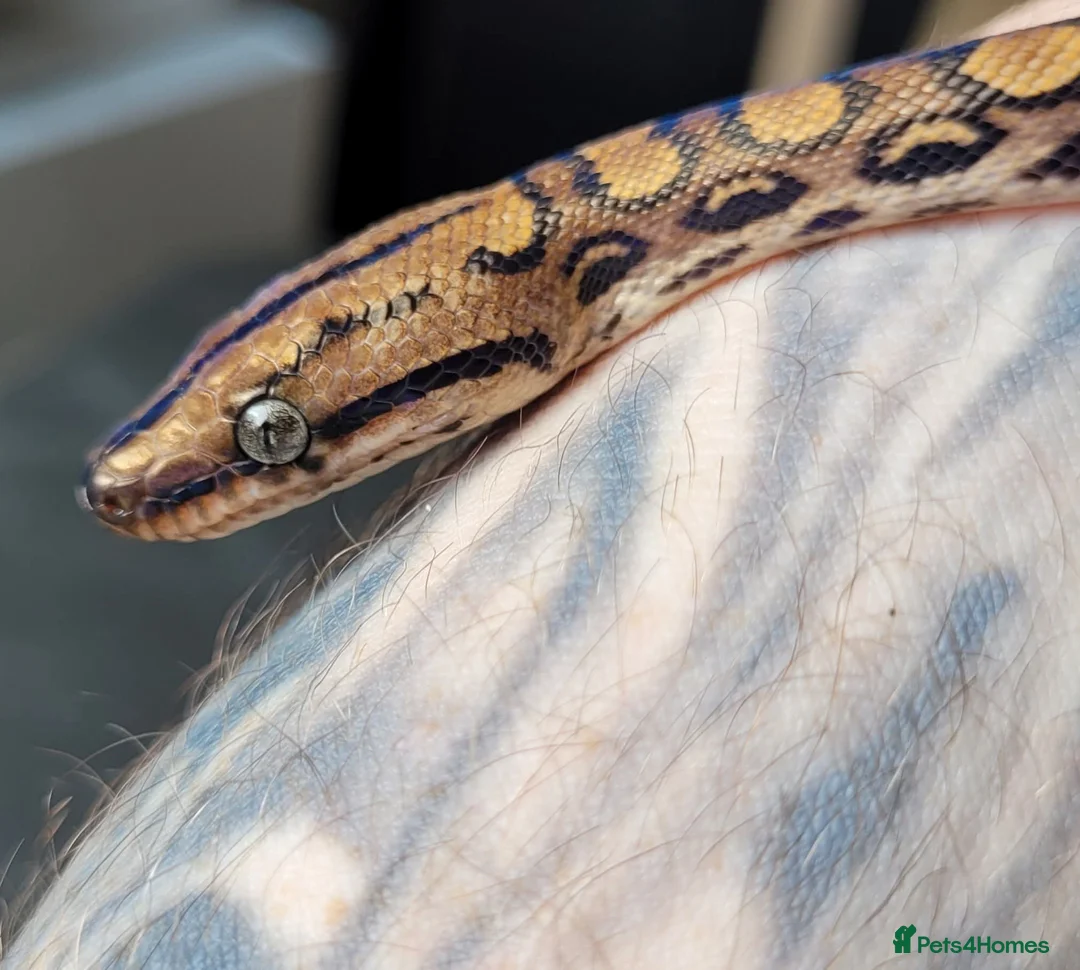 Corn Snake reptiles for sale: 4 x Snakes & Full Setups  - Advert 5