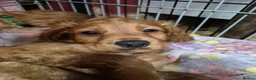 Cocker Spaniel dogs for sale: Beautiful Cocker Spaniels  - Advert 39