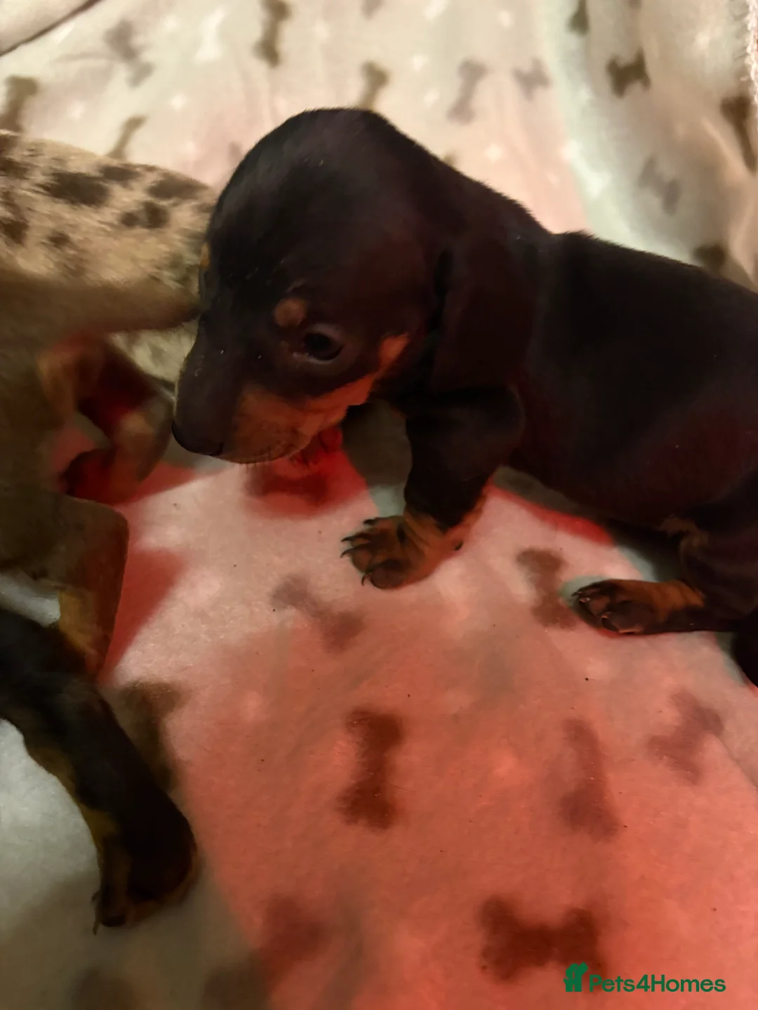 Miniature Dachshund dogs for sale: 5 Stunning dachshund puppies  - Advert 23