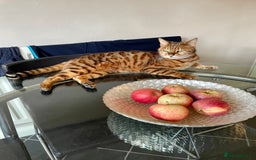 Bengal cats for sale: Bengal cat - Image 22