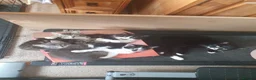 British Shorthair cats for sale: 3 British Shorthairs for sale - Advert 1