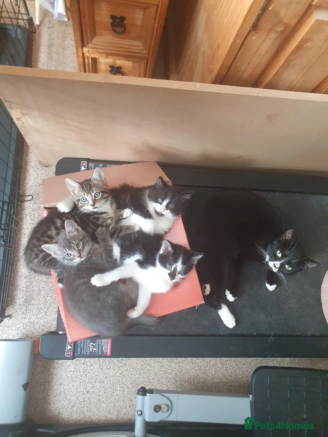British Shorthair cats for sale: 3 British Shorthairs for sale - Advert 1