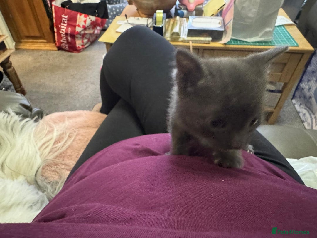 Bengal cats for sale: Bengal Mixed Litter - 2 Ginger & 1 Blue/Grey - Image 19