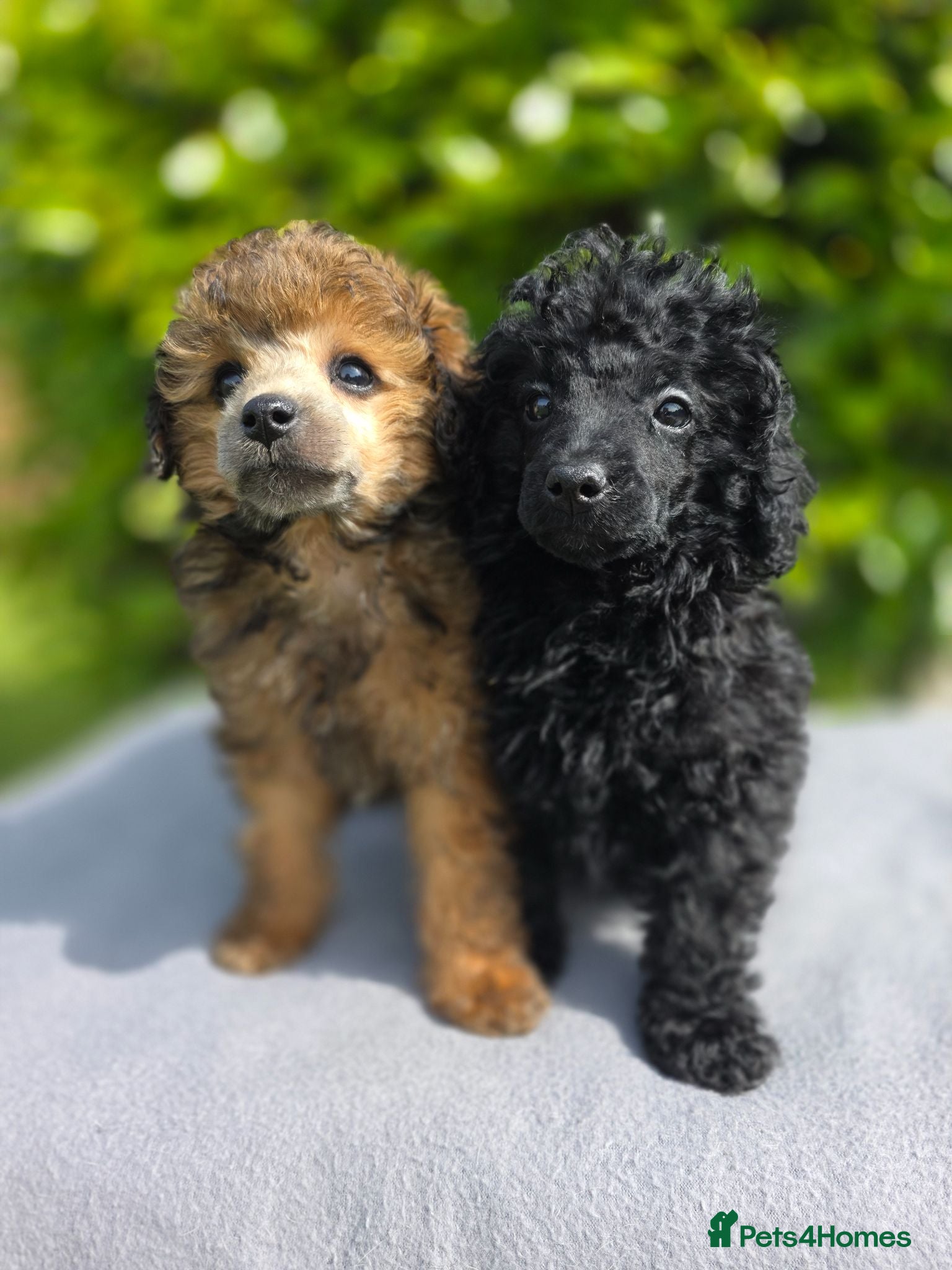 Toy Poodle dogs KC REGISTERED TOY POODLES FULLY HEALTH TESTED  - Advert 2