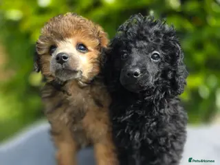 Toy Poodle dogs KC REGISTERED TOY POODLES FULLY HEALTH TESTED - Advert 2