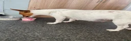 Mixed Breed dogs for sale: 6 boy puppies for sale  - Advert 4