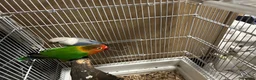 Lovebirds birds for sale: two bonded love birds  - Advert 5