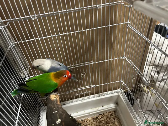 Lovebirds birds for sale: two bonded love birds with cage - Advert 1