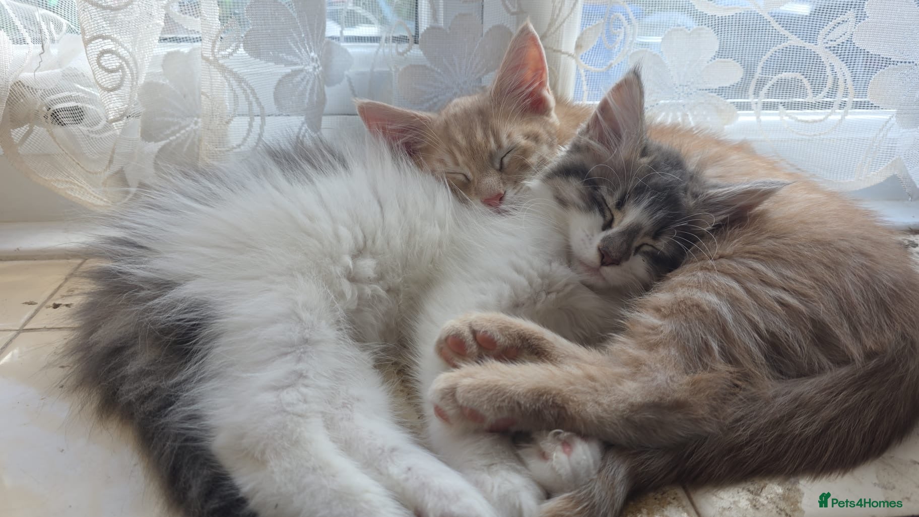 Maine Coon cats Beautiful and playful half Maine coon kittens  - Advert 14