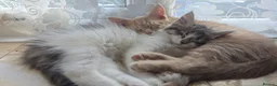 Maine Coon cats for sale: Beautiful and playful half Maine coon kittens  - Advert 1
