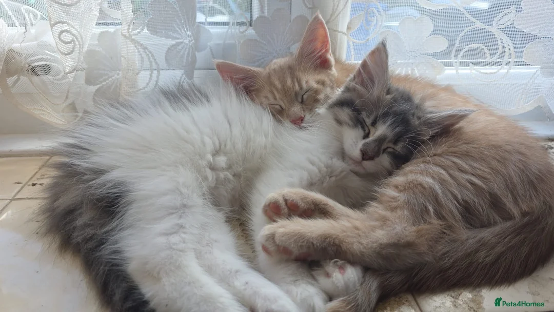 Maine Coon cats for sale: Beautiful and playful half Maine coon kittens  - Advert 1