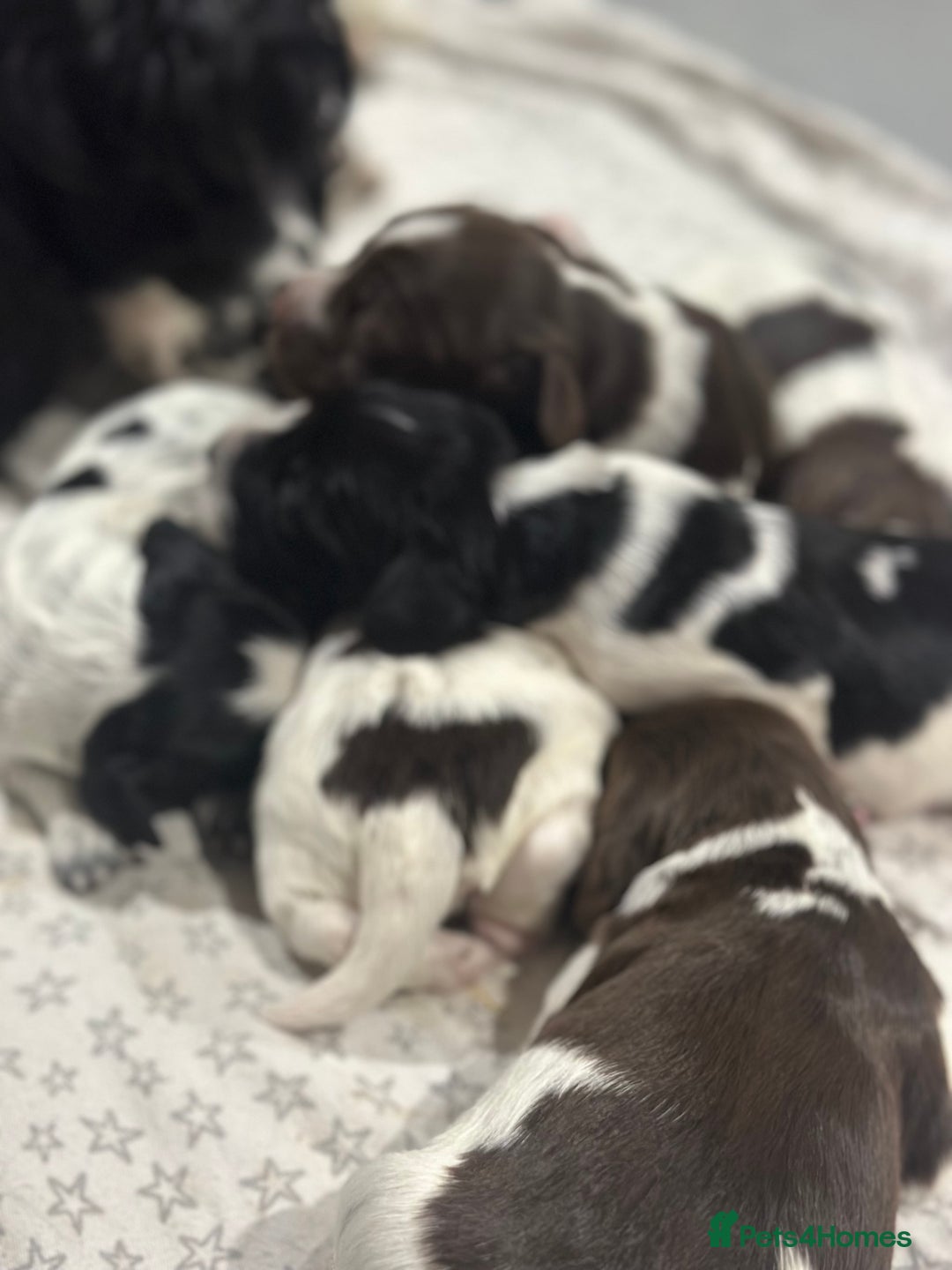 Sprocker dogs for sale: Beautiful sprockers  - Image 14