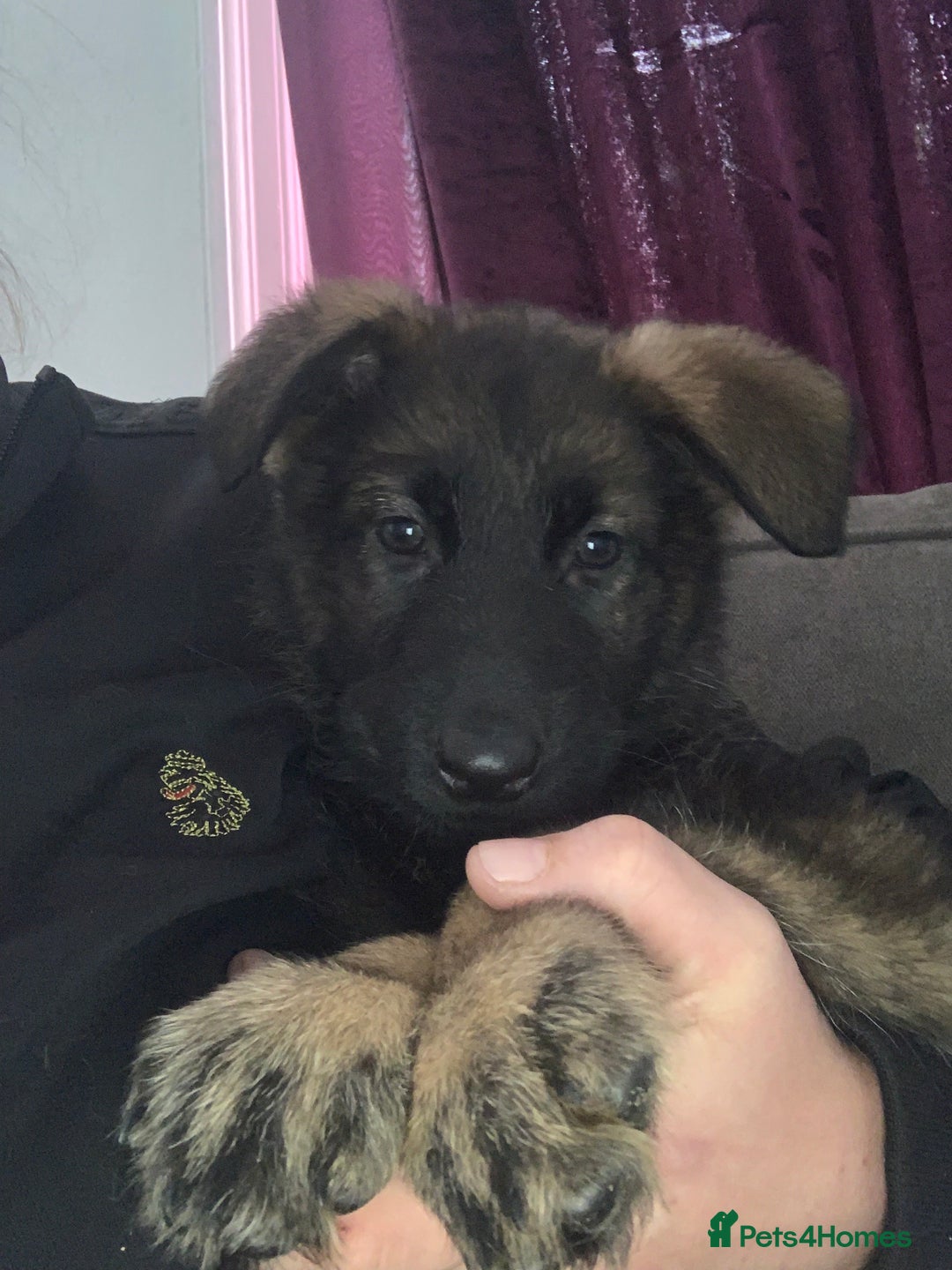 German Shepherd dogs for sale: Beautiful females! - Image 3