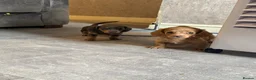 Miniature Dachshund dogs for sale: KC REGISTERED MINIATURE DACHSHUND PUPPIES in Ilkeston - Advert 6