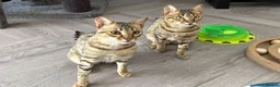 Savannah cats for sale: Beautiful F5 Savannah Kitten Squealer - Advert 16