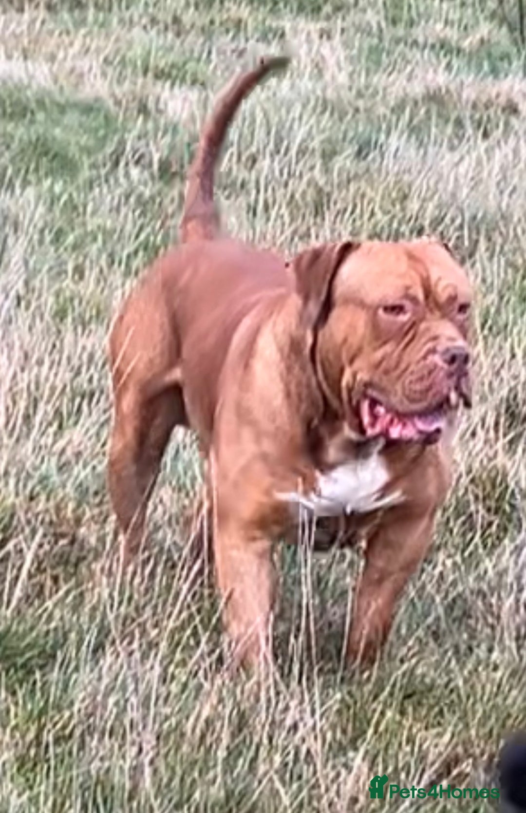 American Bull Staffy dogs for sale: Amazing Girl.  - Advert 4