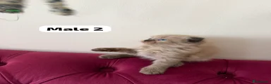 Scottish Fold 2