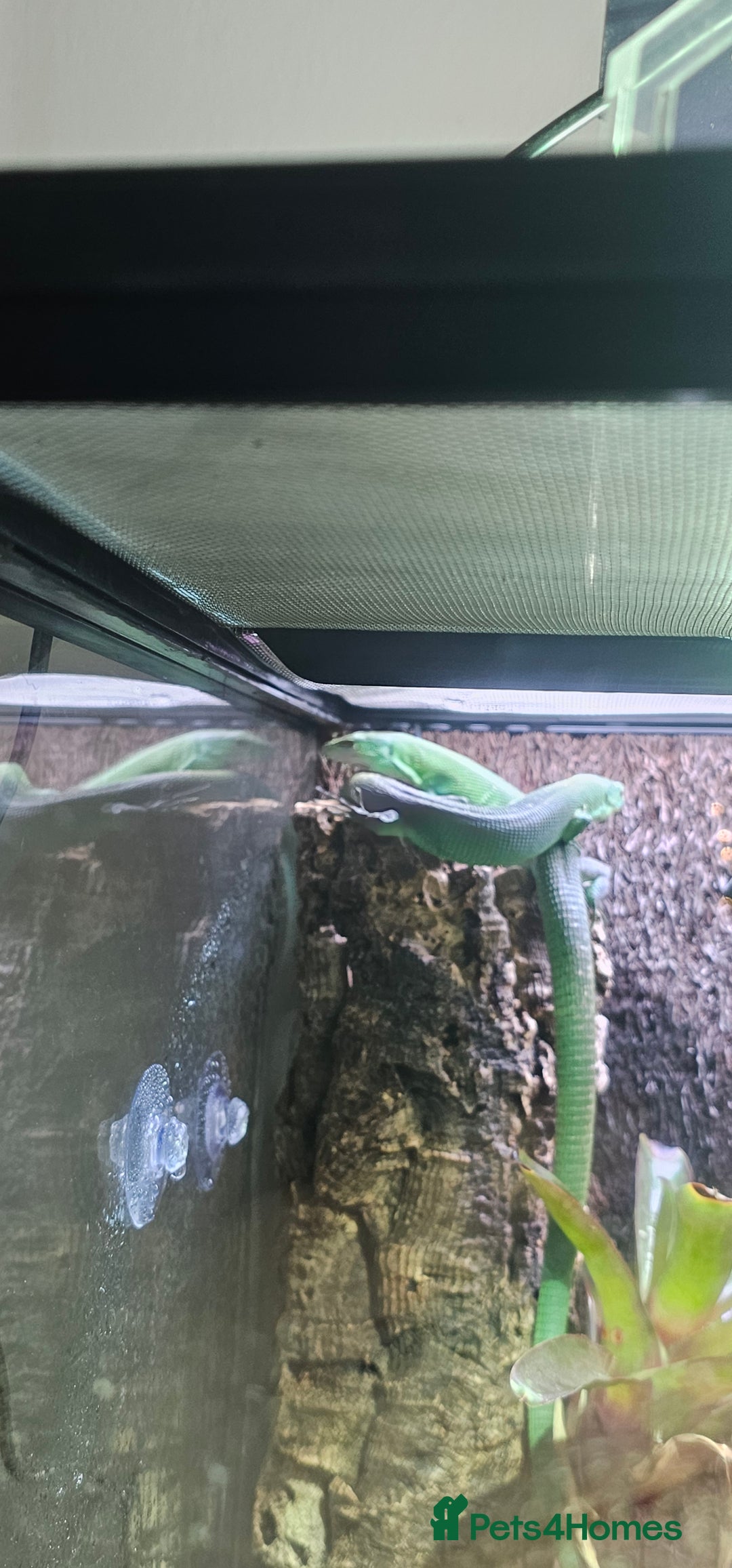 Lizard reptiles for sale: Green keel bellied lizards  - Advert 3