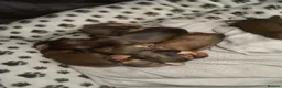 Miniature Dachshund dogs for sale: 6 miniature longhaired dachshund -  - Advert 4