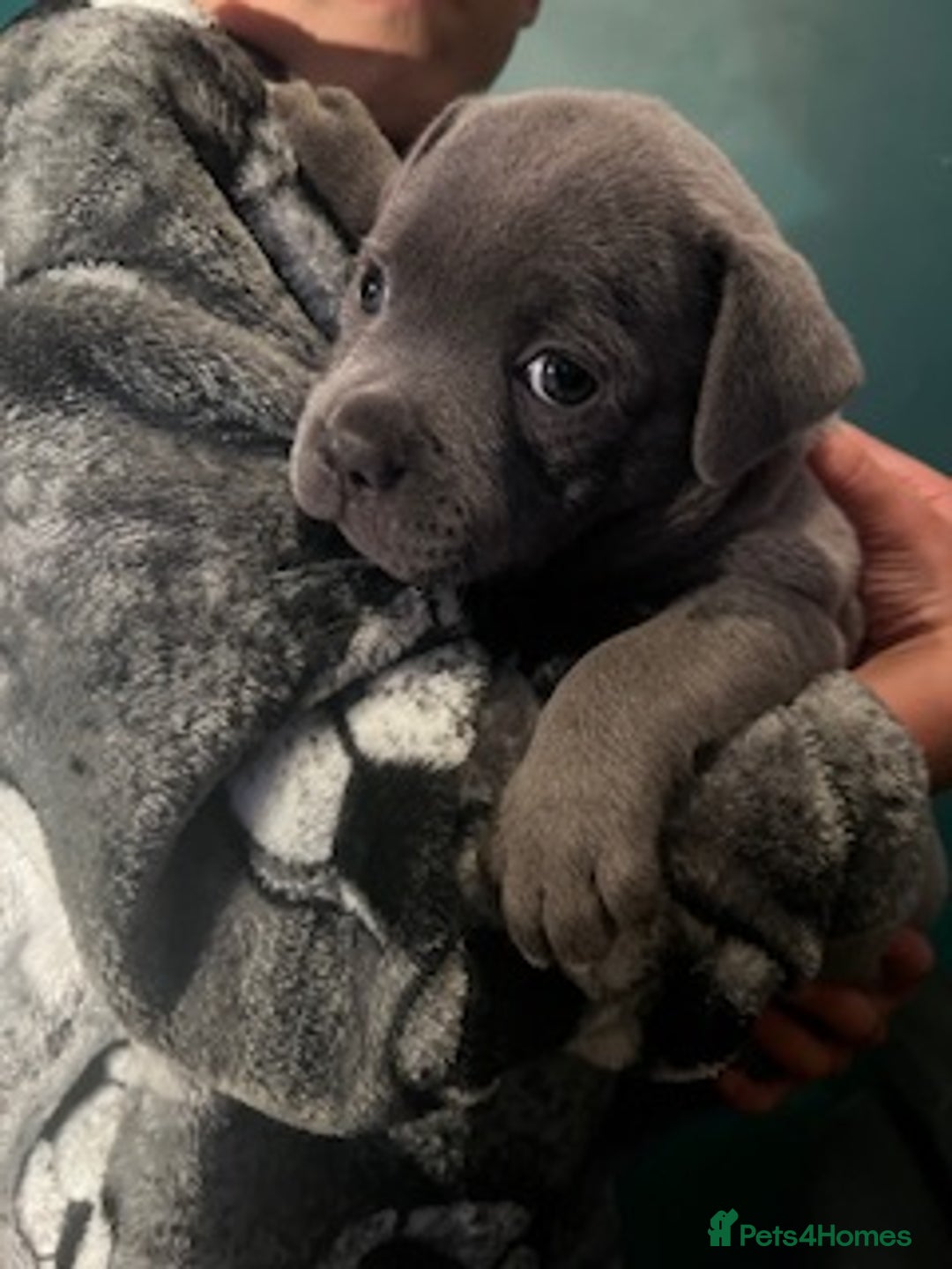 Staffordshire Bull Terrier dogs for sale: 2 Beautiful Male Blue Staffy Puppies - Advert 13