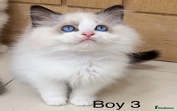 Ragdoll cats for sale: 4 Ragdoll boys - Image 7
