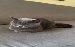 British Shorthair cats for sale: 5 beautiful BSH kittens - Image 5