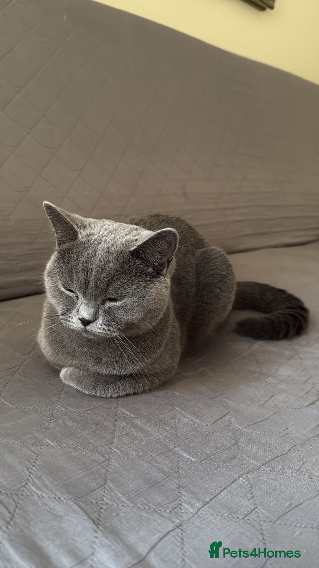 British Shorthair cats for sale: 5 beautiful BSH kittens - Image 5