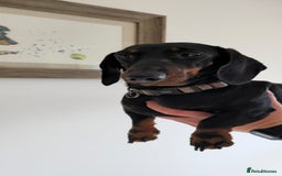 Miniature Dachshund dogs for sale: Miniature dachshund female - Image 19