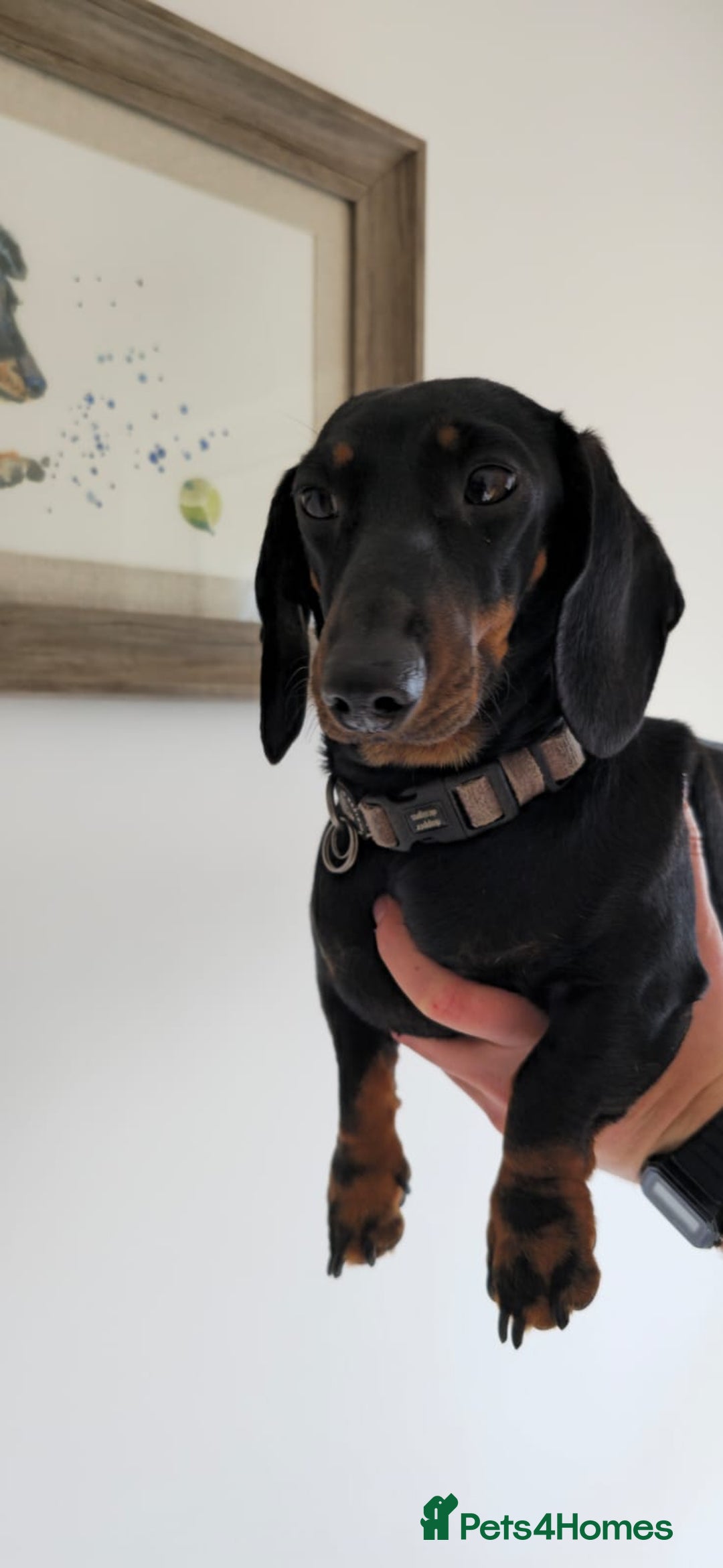 Miniature Dachshund dogs for sale: Miniature dachshund female - Image 19