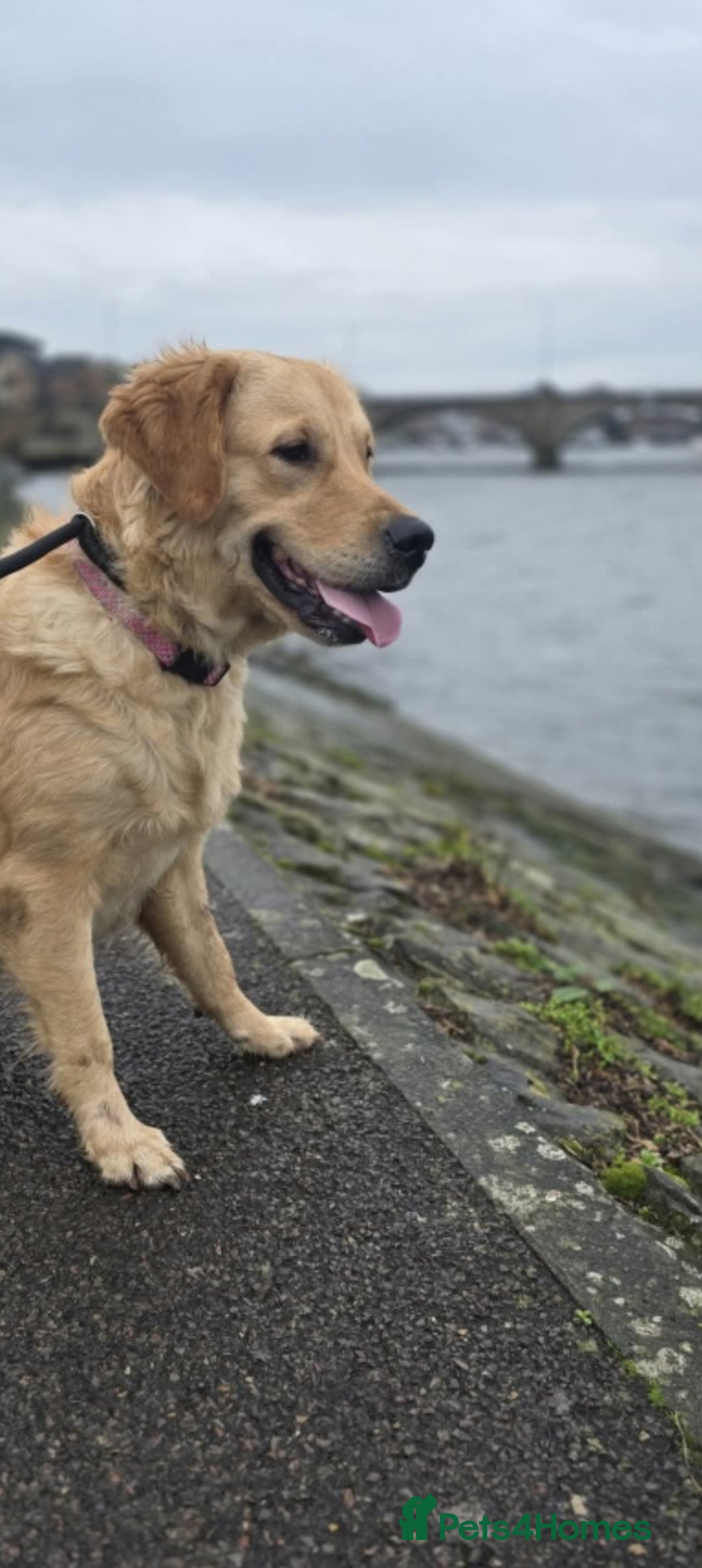 Mixed Breed dogs for sale: Portuguese water dog x Golden retriever puppies  - Image 15